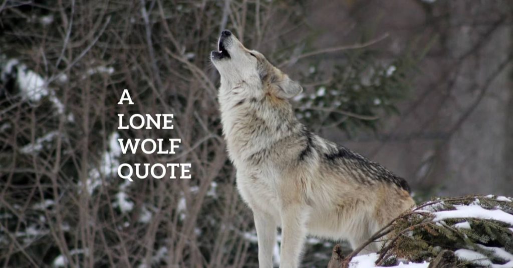 A Lone Wolf Quote