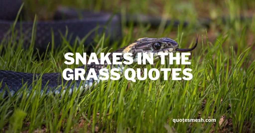 Snakes In The Grass Quotes